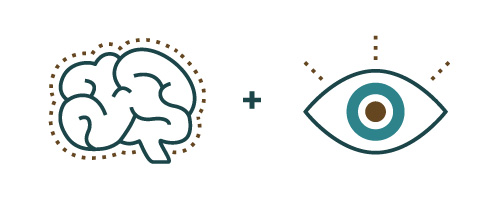 the brain and eye